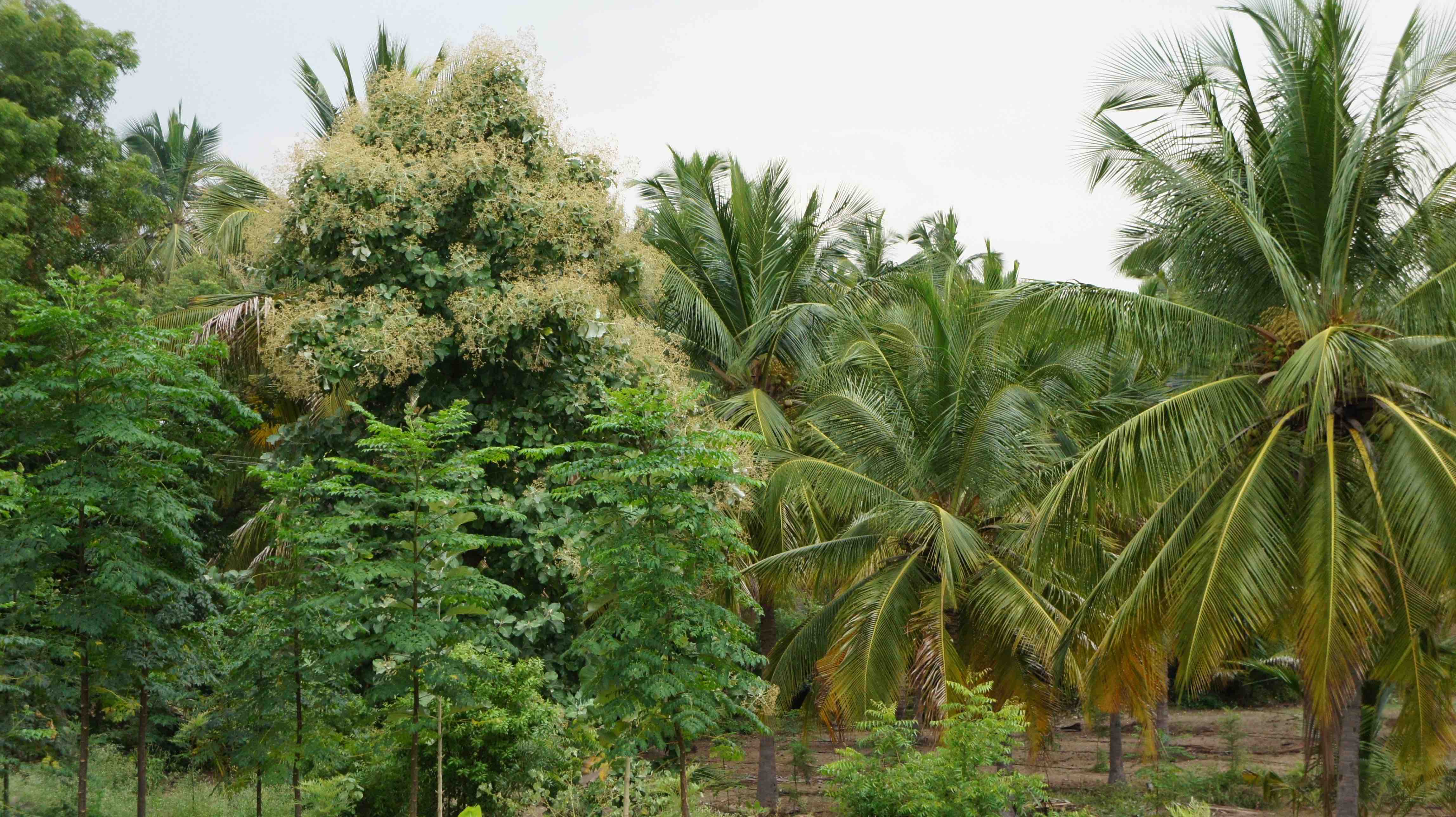 15 acres of farm at Pine & Pepper