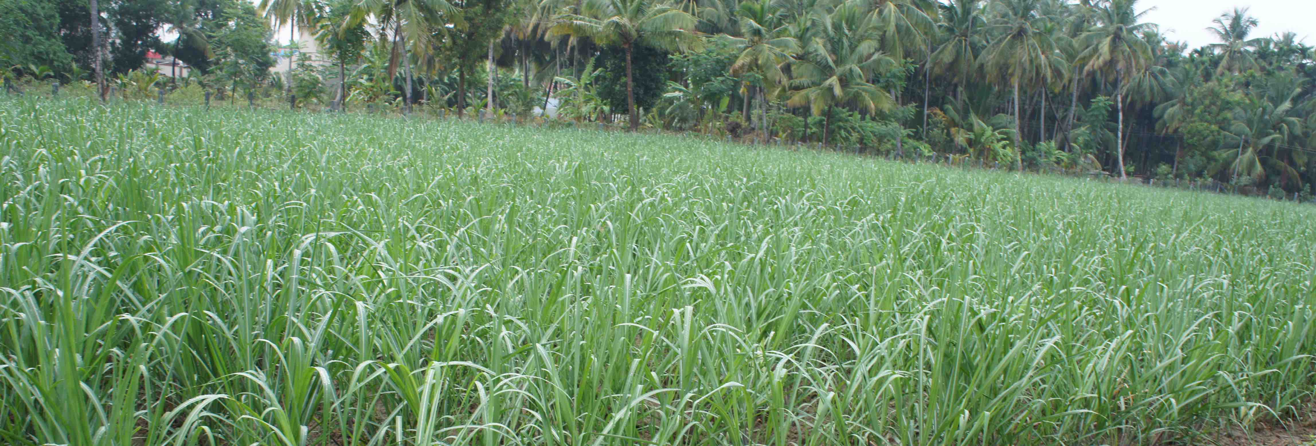 Seasonal sugarcane crop
